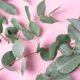 Eukalyptus trocknen - Tipps, Hinweise und Anleitung