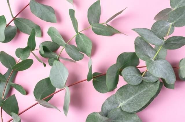 Eukalyptus trocknen - Tipps, Hinweise und Anleitung