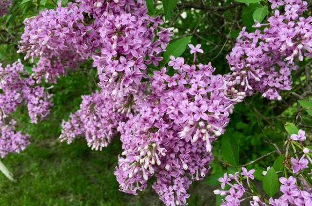 Flieder als Hecke ziehen