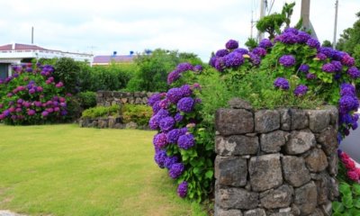 Friesenwall bepflanzen - welche Pflanzen sind dafür geeignet