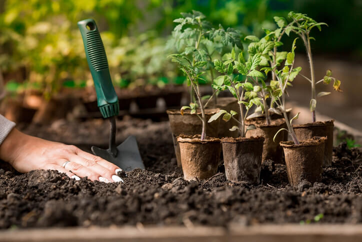 Geeignete Tomatensorten