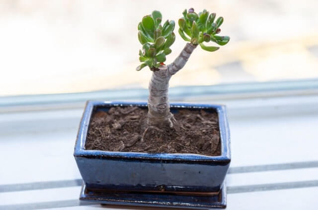 Geldbaum als Bonsai erziehen
