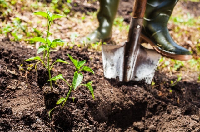 Gemüsebeet umgraben - so wird es gemacht!