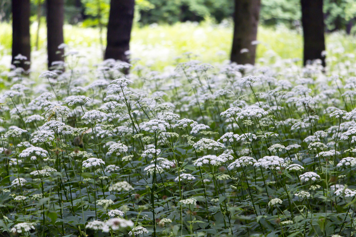 Giersch im Ziergarten