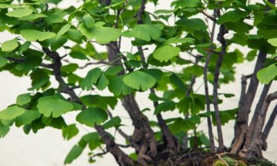 Ginkgo Baum im Topf halten - Standort und Pflege