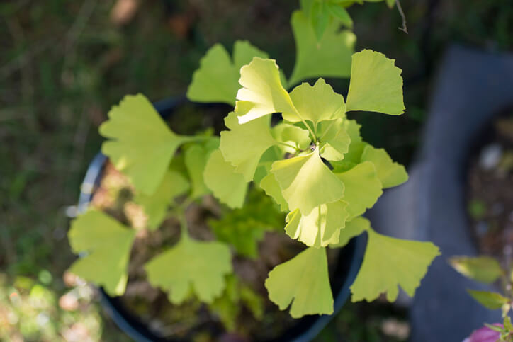 Ginkgo-Bonsai schneiden