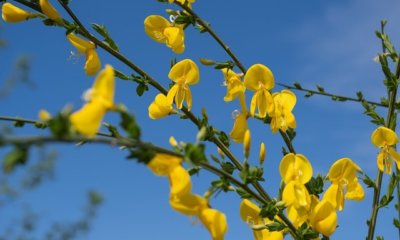 Ginster im Garten pflanzen