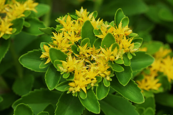 Gold-Fetthenne (Sedum floriferum)