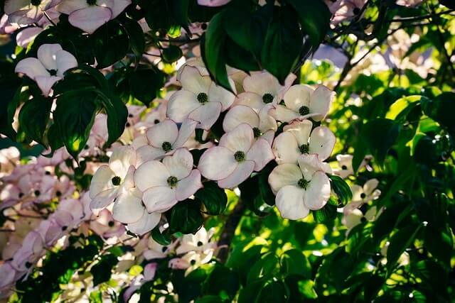 Hartriegel einpflanzen - mit diesen Tipps gelingt es Ihnen