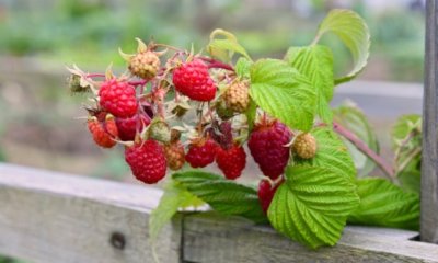 Herbsthimbeeren - die besten Sorten