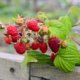Herbsthimbeeren - die besten Sorten