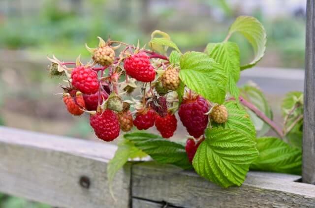 Herbsthimbeeren - die besten Sorten