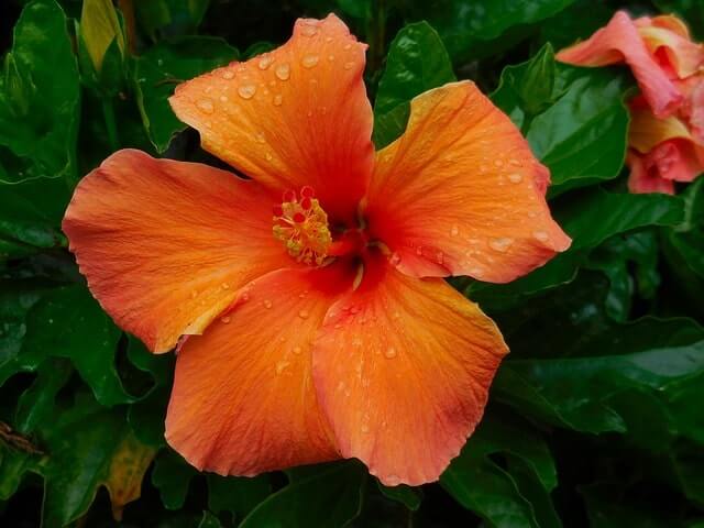 Hibiskus - der optimale Standort draußen und drinnen