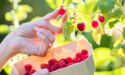 Himbeeren schonend pflücken - Tipps und Tricks