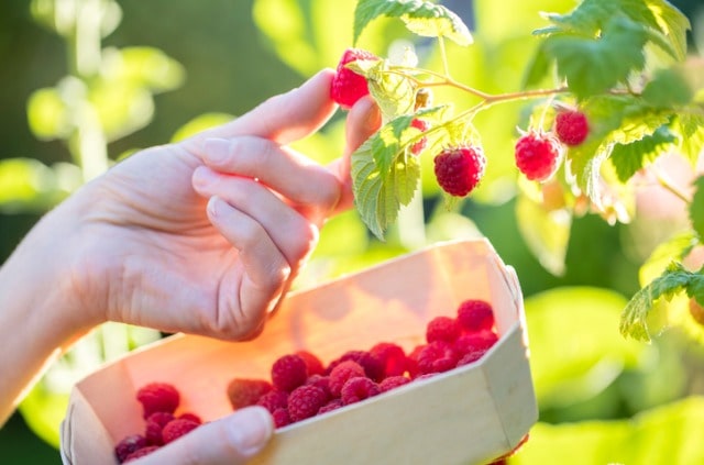 Himbeeren schonend pflücken - Tipps und Tricks
