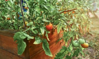 Hochbeet für Tomaten selber bauen