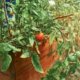 Hochbeet für Tomaten selber bauen