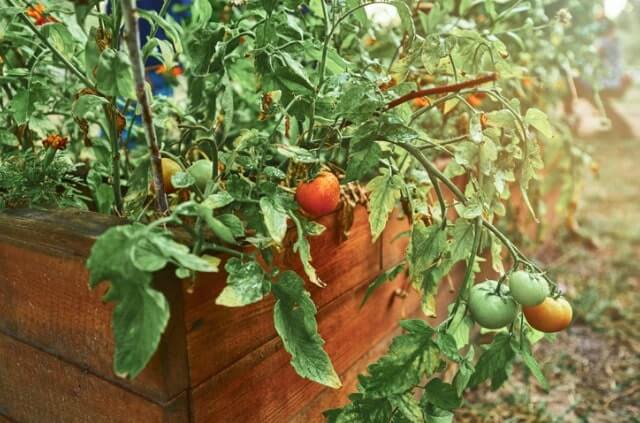 Hochbeet für Tomaten selber bauen