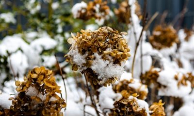 Hortensie nach Frost retten