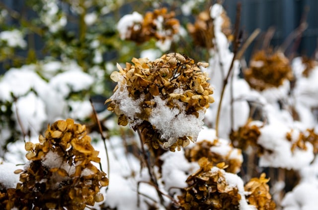 Hortensie nach Frost retten