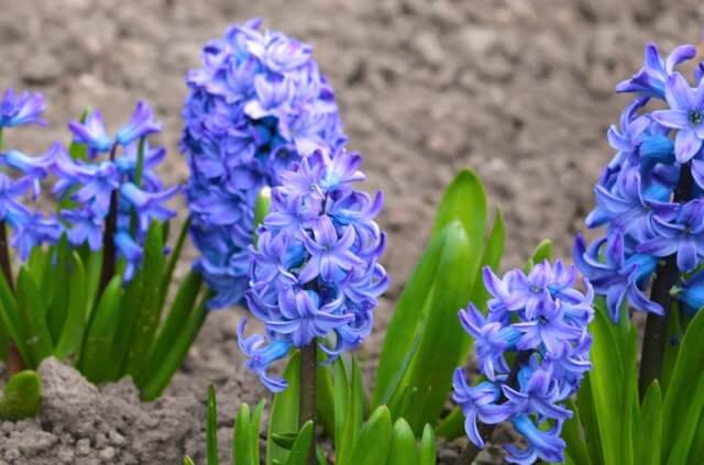 Hyazinthen im Topf und im Garten pflanzen