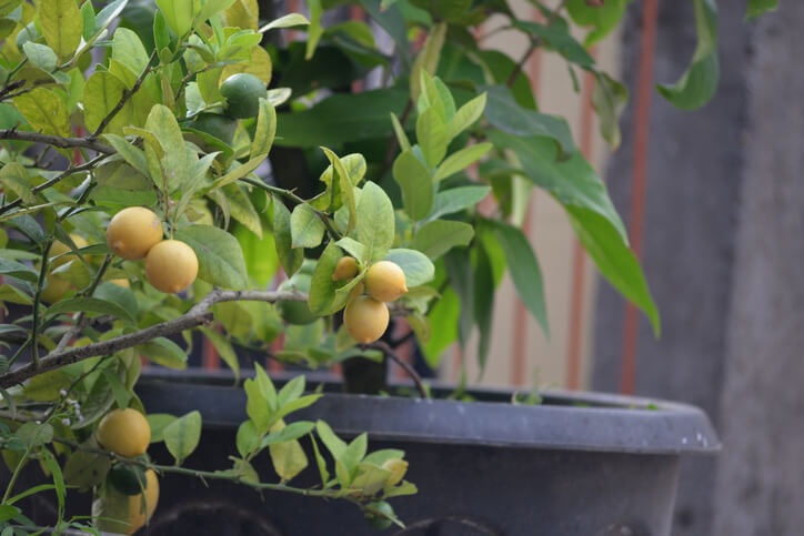 Ideale Obstsorten für Kübel- und Topfbepflanzung