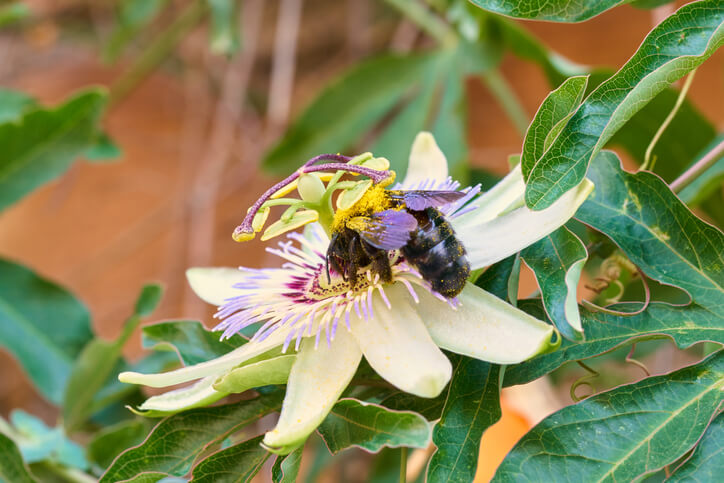 Insektenfreundliche Pflanze