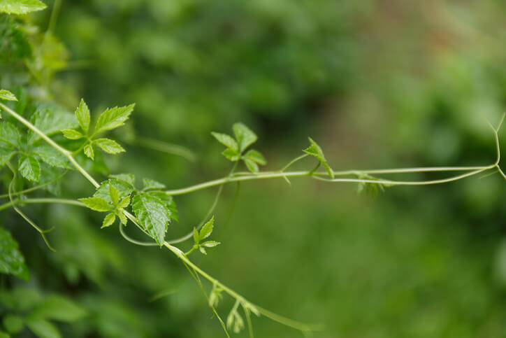Jiaogulan Stecklinge schneiden