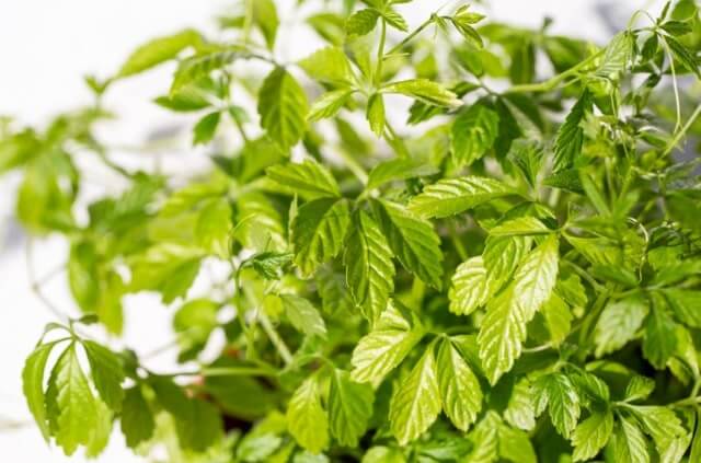 Jiaogulan - Vermehrung durch Stecklinge