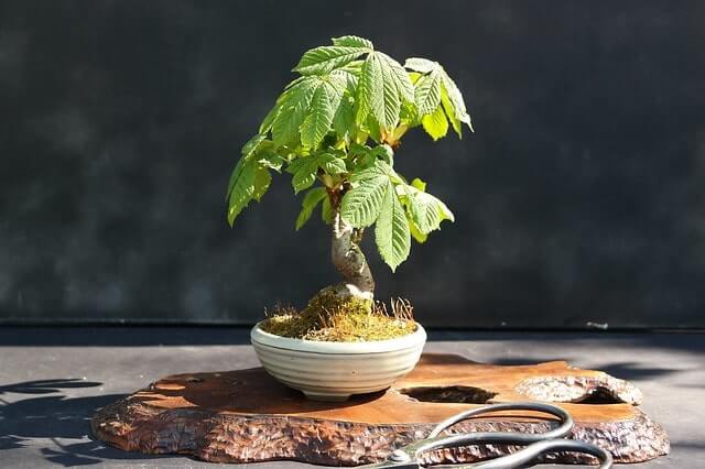 Kastanie als Bonsai ziehen