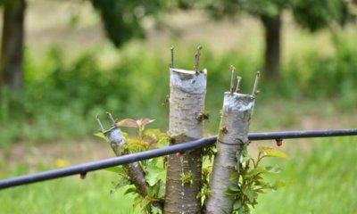 Kirschbaum im Sommer veredeln