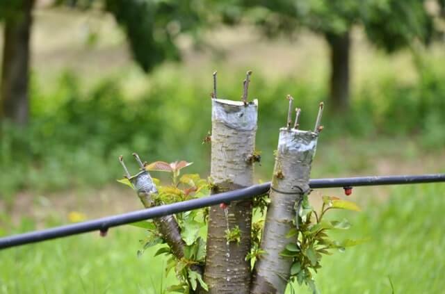 Kirschbaum im Sommer veredeln