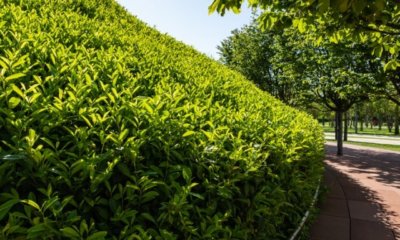 Kirschlorbeer schneiden - der perfekte Zeitpunkt