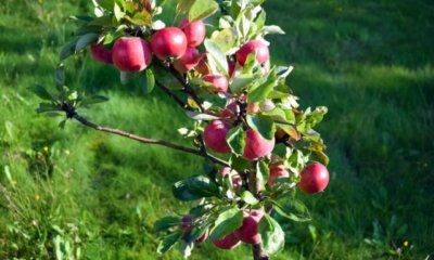 Kleiner Apfelbaum - diese Sorten sind geeignet