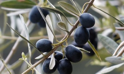 Krankheiten am Olivenbaum rechtzeitig erkennen und bekämpfen