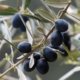 Krankheiten am Olivenbaum rechtzeitig erkennen und bekämpfen