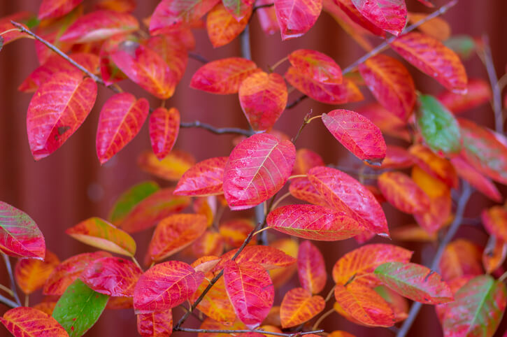 Kupfer-Felsenbirne Besticht mit ihrem Laub