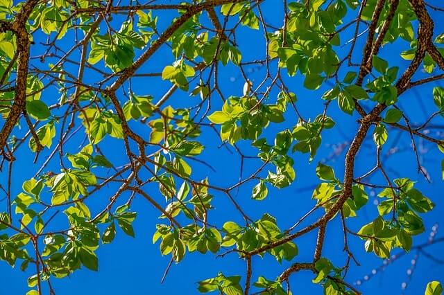 Laubbaum pflanzen - nützliche Tipps