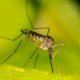 Lebensdauer von Mücken - Interessante Infos