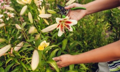 Lilien schneiden - Zeitpunkt und Anleitung