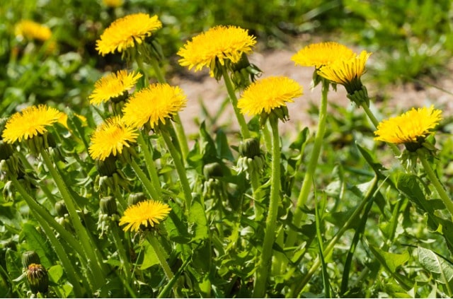 Löwenzahn im kurzen Steckbrief