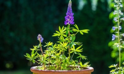 Lupinen im Topf pflanzen