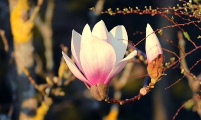 Magnolie im Kübel pflanzen-Tipps und Tricks