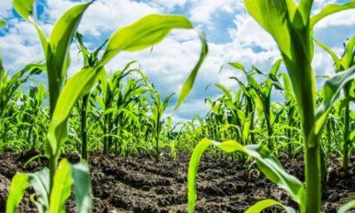 Mais düngen - wann und womit