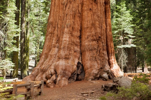 Mammutbaum - Anzucht und Pflegetipps