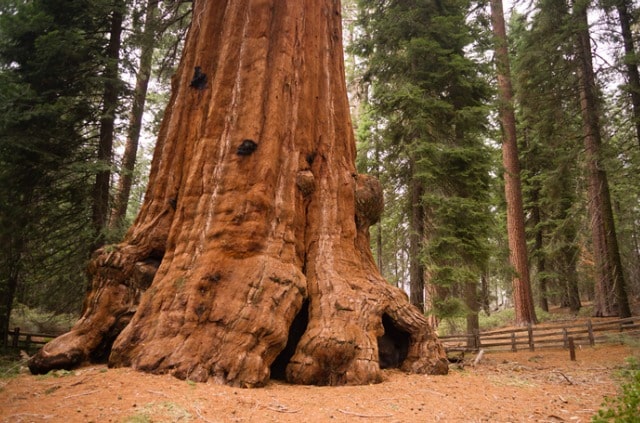 Mammutbaum - Tipps zur Pflege