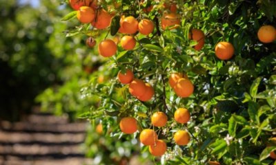 Mandarinenbaum verliert Blätter - was tun