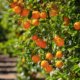 Mandarinenbaum verliert Blätter - was tun