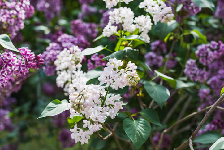 Mangelnde Versorgung mit Nährstoffen