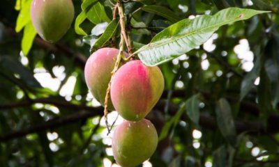Mango im eigenen Garten züchten und pflegen